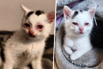 Zustand drastisch verschlechtert: Tierschützer kämpfen um Leben von Baby-Katze "Pünktchen"