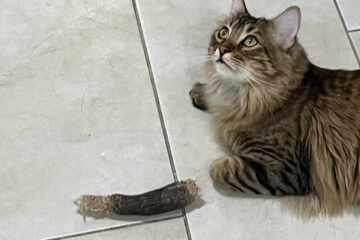 Cat owner thinks his kitty lost a leg – then he realizes the bizarre truth