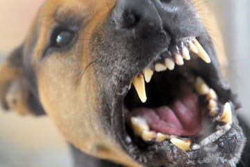 München: Hund lässt Familie nicht aus Hotelzimmer: Vater weiß nur einen Ausweg