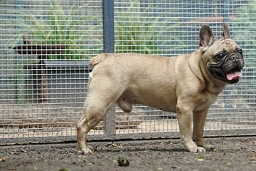 Aus Liebe abgegeben: Wer holt Vierbeiner Rocky aus der Einsamkeit?