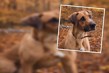 "Der Trubel hier setzt ihm sichtbar zu": Jambo bringt das Tierheim einfach nur zum Jaulen