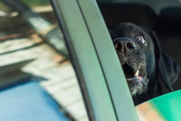 Hund bei 30 Grad im Auto gelassen: Halterin zu Geldstrafe verurteilt
