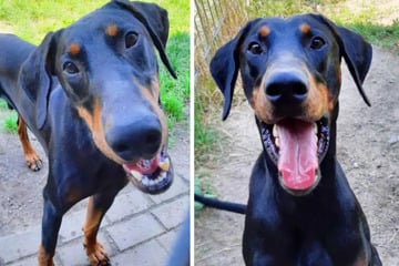 Dobermann mit "Herz aus Gold" hofft auf Besseres: Ob der Hund Glück hat?