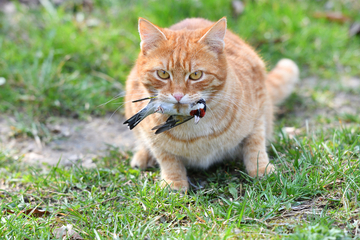 "Verpiss-dich-Pflanze" schützt Vögel vor jagenden Katzen!