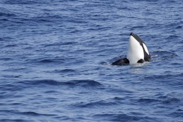 Orcas in der Nordsee gesichtet: Gefahr für Segler?