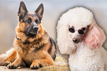Stubbelig und schick? So perfekt kann der Mix aus Schäferhund und Pudel sein!