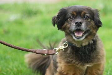 Zum zweiten Mal im Tierheim: Hund Pedro hofft nach Schicksalsschlag auf neues Zuhause