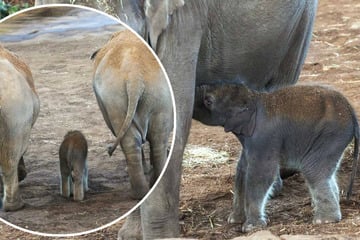 Baby-News im Kölner Zoo: Bekannte Elefanten-Dame bringt Sohn zur Welt