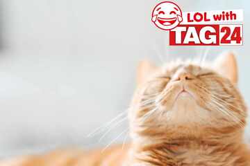 Joke of the Night for July 19, 2025: An epic joke to make you laugh on Caturday