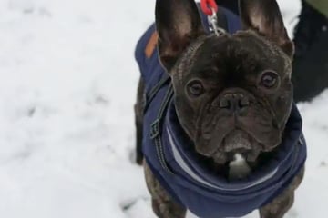 Bulldogge Betty kämpft trotz medizinischer Einschränkungen: Wer schenkt ihr ein Zuhause?