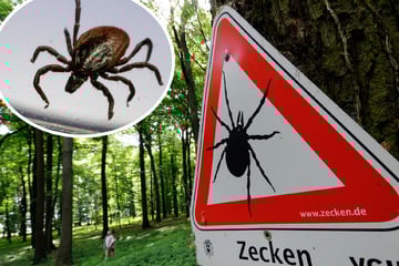 Zecken immer aktiver: Darauf sollten Spaziergänger und Tierhalter jetzt achten