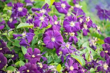 Clematis wieder zum Blühen bringen: Vermeide diese Fehler!