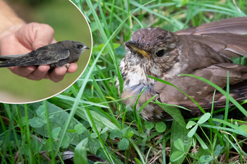 Chemnitz: Küken aus Nest gestürzt: Wann braucht ein junger Vogel wirklich Hilfe?