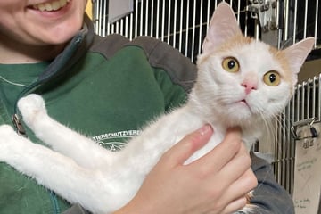 Er leidet am Coronavirus: Wer gibt Kater Calli trotzdem eine Chance?