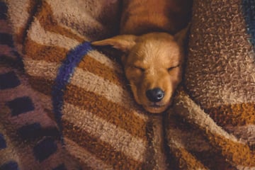 Dog blankets: How to train, and what is the best dog blanket?
