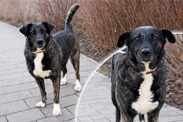 Hündin ist "zutraulich und verschmust": Warum sitzt Luna noch im Tierheim?