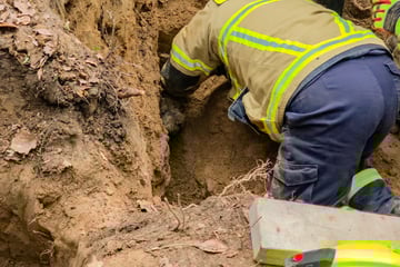 Hund löst große Suchaktion aus: Terrier muss von Feuerwehr gerettet werden