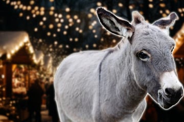 Tierquäler auf dem Erbacher Weihnachtsmarkt: Wer schlug die zahmen Esel "Max" und "Lilly"?