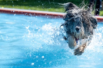 München: Ab ins Wasser: Hier dürfen jetzt Hunde ins Schwimmbad