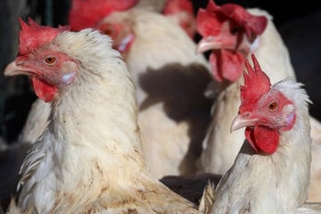 Wieder Newcastle-Krankheit: 35.000 Hähnchen müssen getötet werden