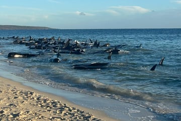 Drama an der Küste: 160 Wale gestrandet, 30 Tiere bereits tot