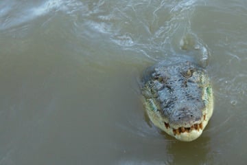 Krokodil am Teich sorgt für kuriosen Polizeieinsatz