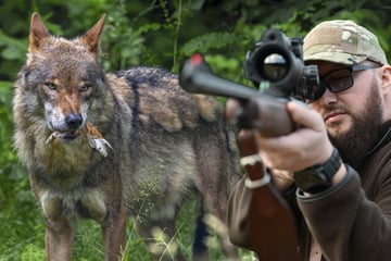 Zu viel Ärger mit den Rudeln: Sachsen gibt den Wolf zum Abschuss frei