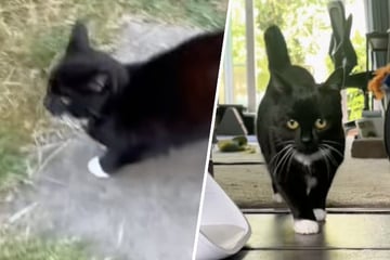 Katze zeigt ihre Morgen-Routine: Was sie im Garten macht, bringt so viele zum Lachen