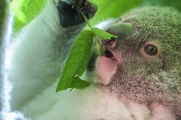 Zuckersüße Taufe: So heißt das Leipziger Koala-Baby