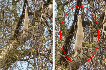 Frau entdeckt mysteriöses Objekt in Baum: Was ist das?