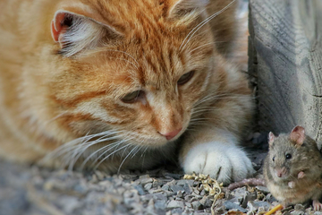 Warum quälen Katzen ihre Beute so brutal?