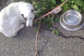 Im Stich gelassen: Besitzer kettet Hund eiskalt an und haut ab