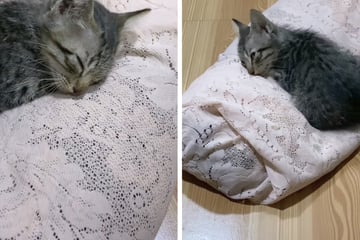 Als Katzenmama stirbt, macht ihr Baby etwas Herzzerreißendes