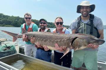 Group catches rare 200-pound fish in New York's Hudson River!