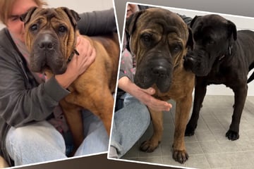 Unzertrennlich: Diese beiden Schmusehunde suchen ein neues Zuhause