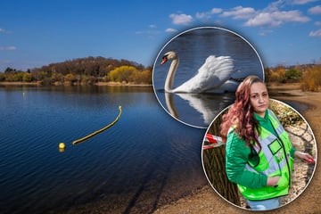 Dresden: Tierschützer entrüstet: Von wegen "Bruterfolg" bei den Kiesgruben-Schwänen