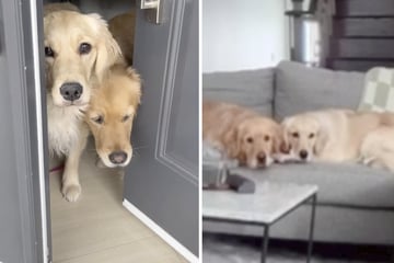 Frau lässt Golden Retriever allein zu Hause: Was sie in der Überwachungskamera sieht, bricht ihr das Herz