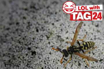 Joke of the Day for March 19, 2026: A buzzing funny