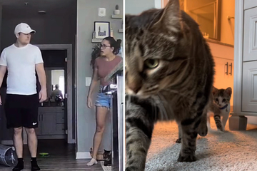 Cat helps kitten brother make a dramatic escape in hilarious TikTok