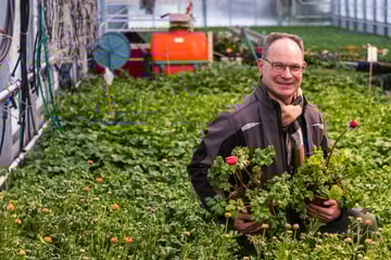 Dresden: Krokusse, Mohnblumen und Co. für den Großen Garten: Bei Gärtnermeister Müller wächst schon der Frühling