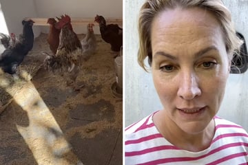 Judith Rakers ist "fix und fertig": So lief der Umzug mit den Hühnern in neues Insel-Zuhause