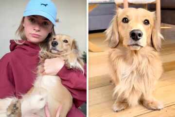 Dachshund-Golden Retriever mix has the cutest overreaction to his bed being "taken away"