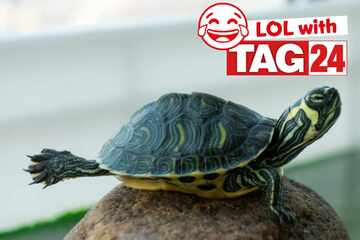 Joke of the Day for October 16, 2025: Animal jokes to crack you up