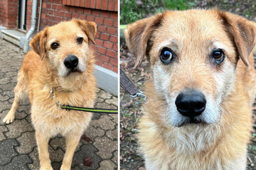 Hund Vitez wartet im Tierheim auf die große Liebe: Wer kann diesen Knopfaugen widerstehen?