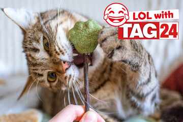 Joke of the Night for January 3, 2026: Just kitten around for Caturday