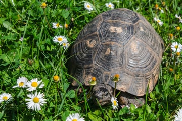 Sind Schildkröten Einzelgänger? Kann man sie alleine halten?