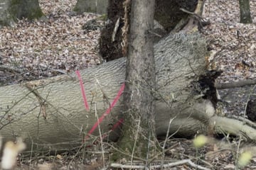 Nach Unglück bei Ostereiersuche mit drei Toten: Baum hätte gefällt werden sollen