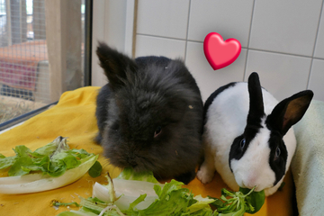Süße Liebesgeschichte: Kaninchen lernen sich im Tierheim kennen und werden ein Paar