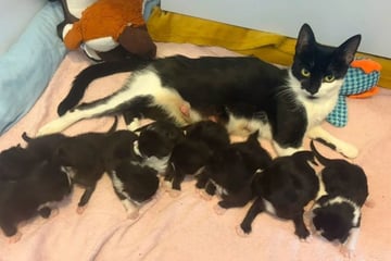 Ungewöhnlicher Wurf: Katze Lottie bringt neun Kätzchen auf einmal zur Welt