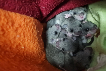Nest im Badezimmer: Siebenschläfer-Familie findet neues Zuhause